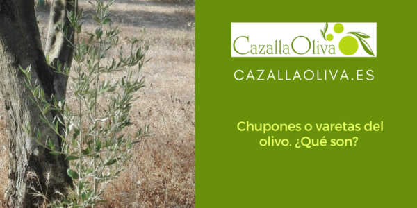 Chupones o varetas del olivo. ¿Qué son? 