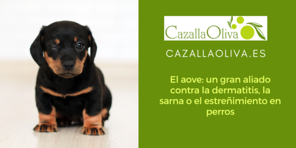Aove y perros: un gran aliado contra la dermatitis, la sarna o el estreñimiento