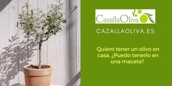 Quiero tener un olivo en casa. ¿Puedo tenerlo en una maceta? 
