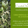 caracteristicas y curiosidades de la flor del olivo