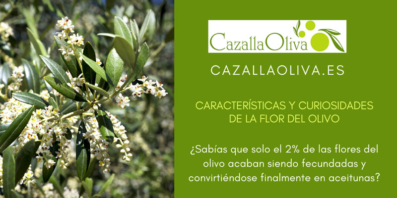 caracteristicas y curiosidades de la flor del olivo