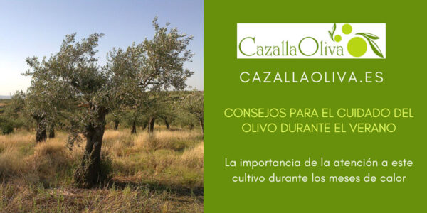 Consejos para el cuidado del olivo durante el verano y las altas temperaturas