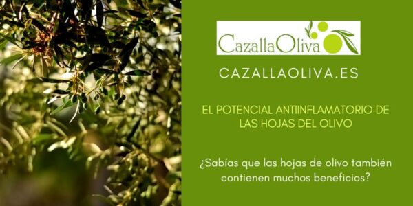 El potencial antiinflamatorio de las hojas de olivo
