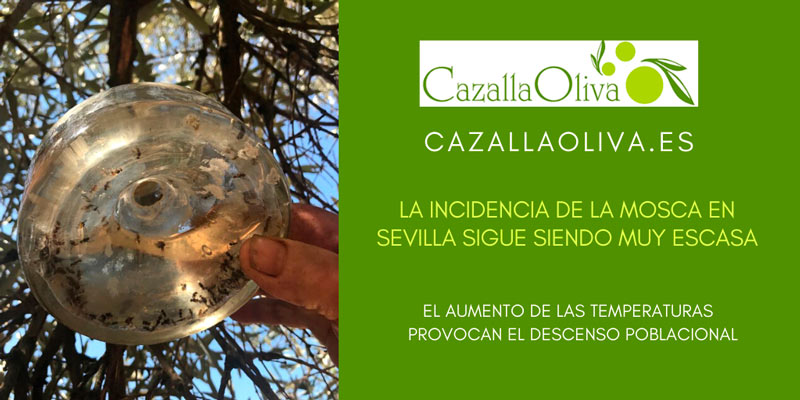 la incidencia de la mosca en el olivar sevillano