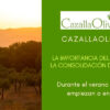 En los meses de agosto y septiembre las #aceitunas empiezan a endurecerse