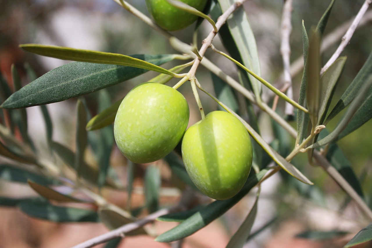 olives, branch, oil-473793.jpg