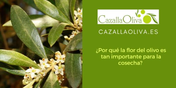 ¿Por qué la flor del olivo es tan importante para la cosecha? 